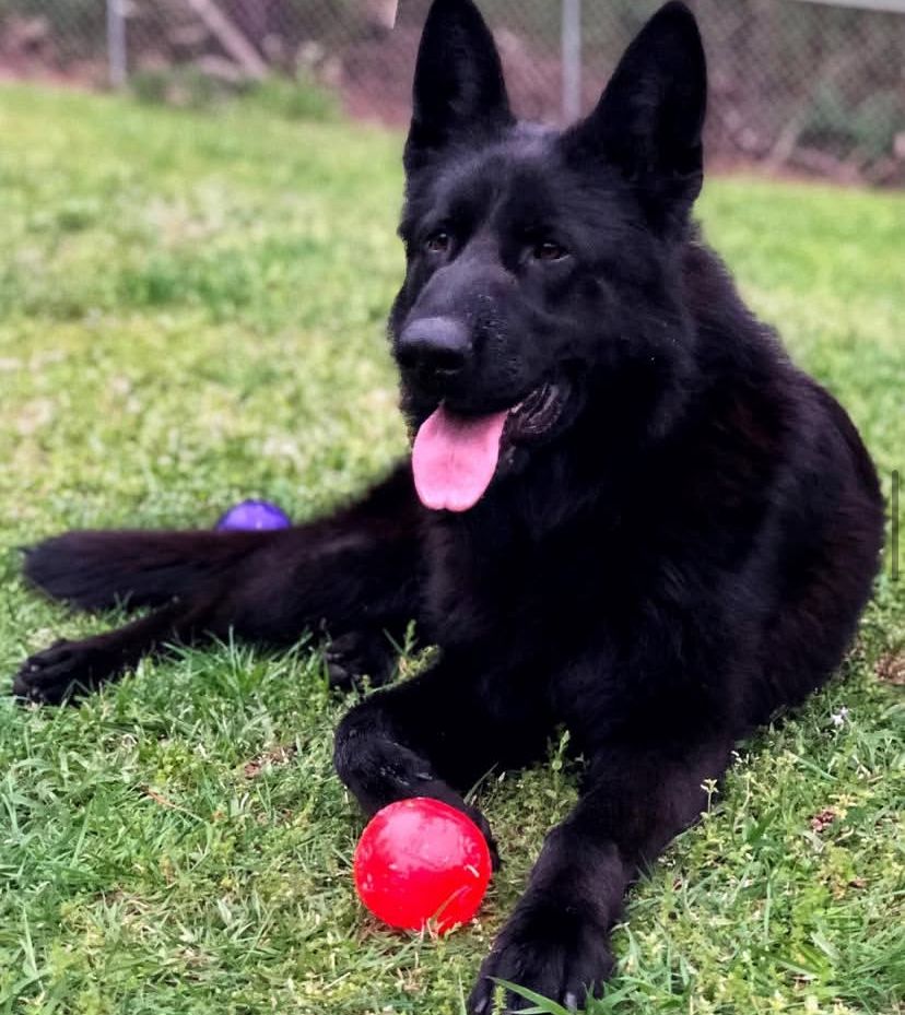 Bella - German Shepherd for adoption