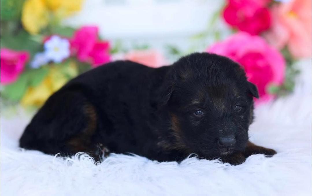Black Collar - German Shepherd for adoption