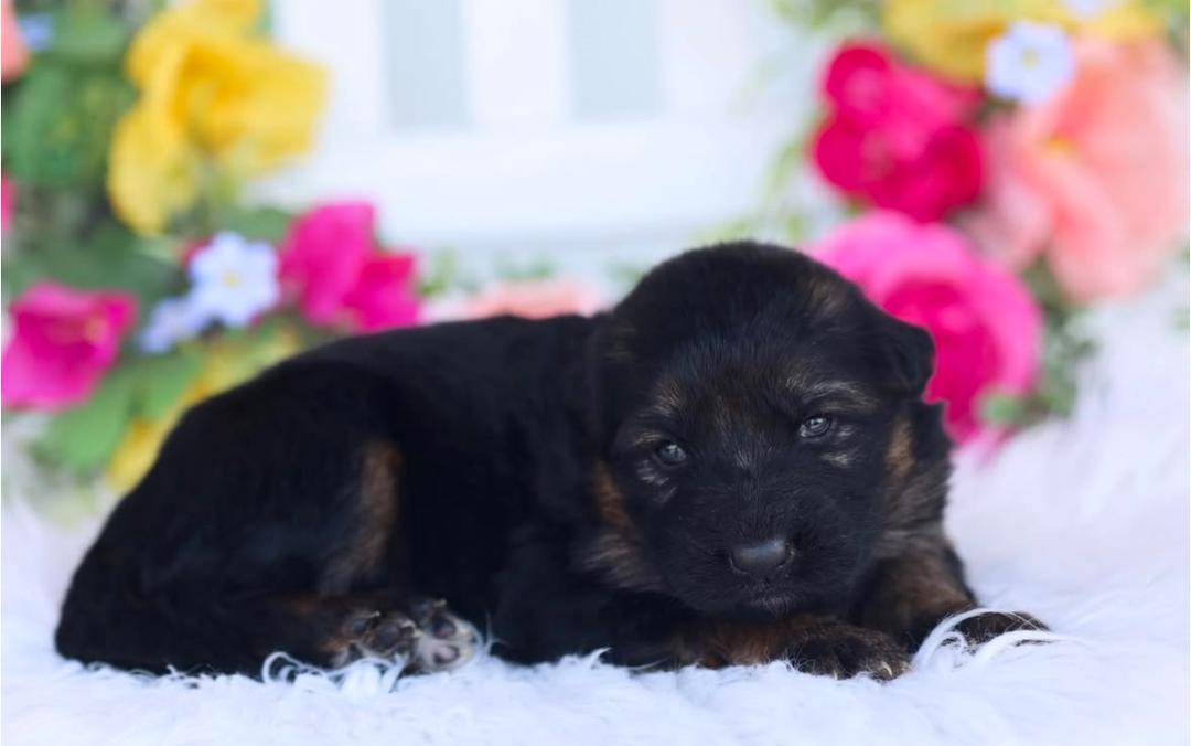 Blue Collar - German Shepherd for adoption