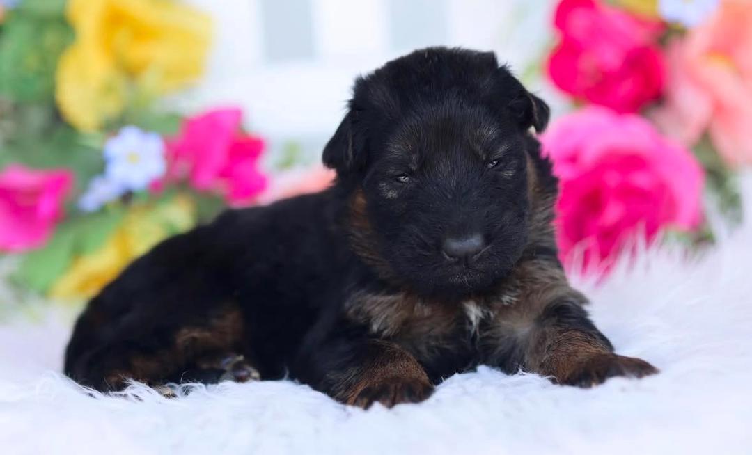 Brown Collar - German Shepherd for adoption