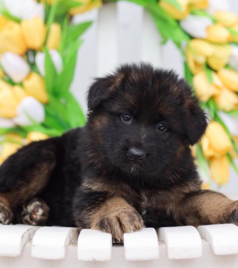 Dior x Tea Litter Puppy