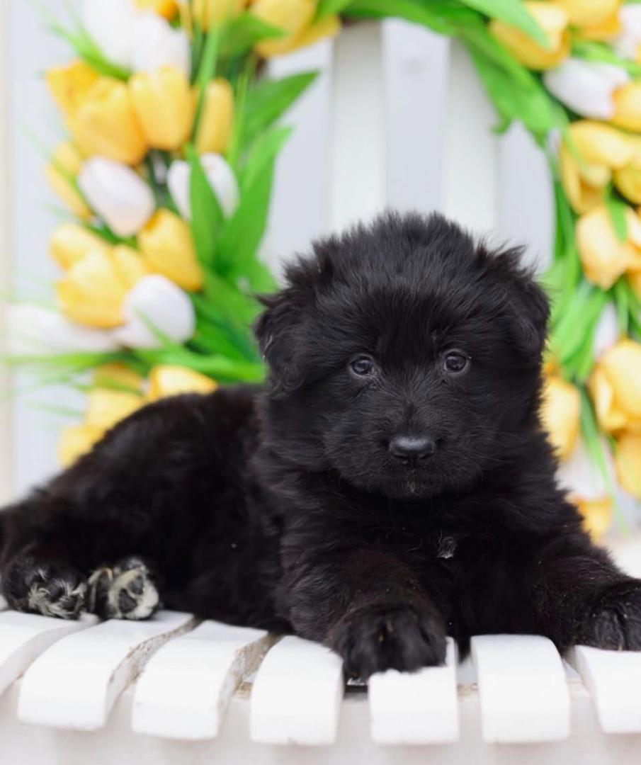 Dior x Tea Litter Puppy