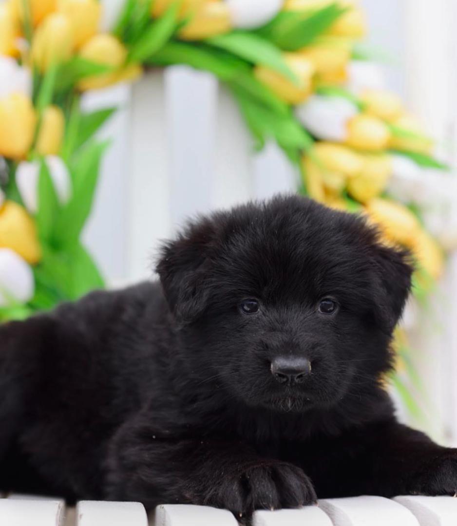 Dior x Tea Litter Puppy