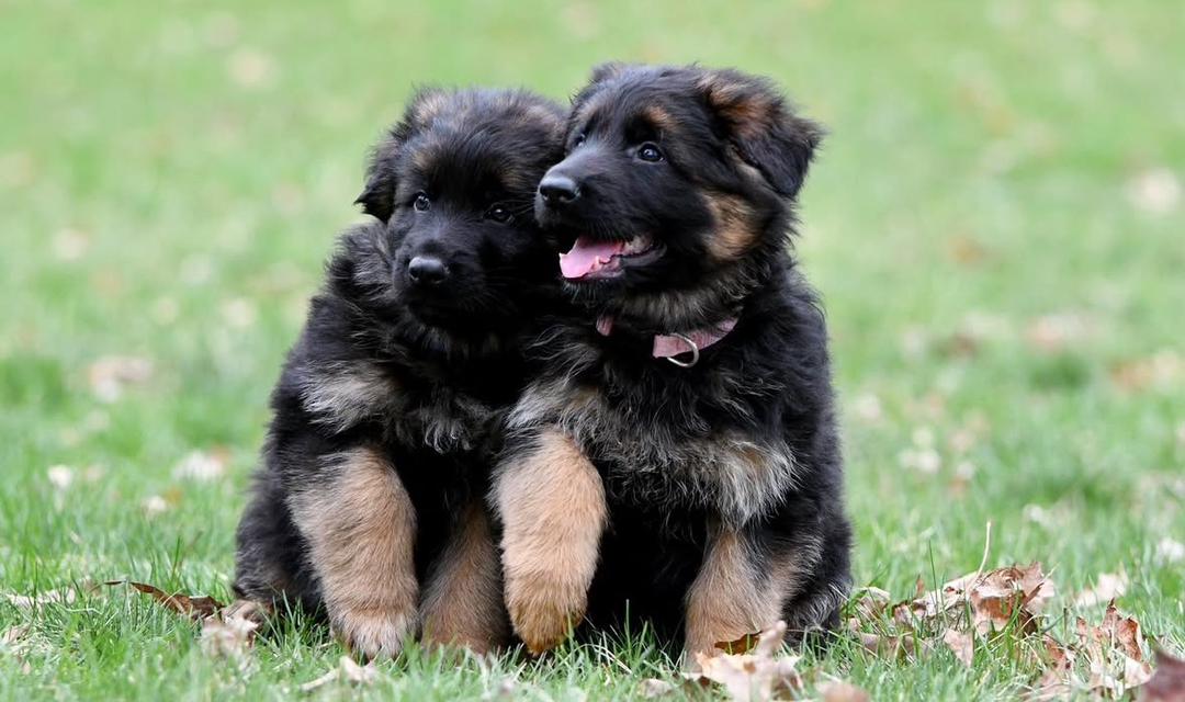 K Litters Puppy
