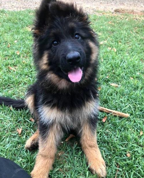 Liam - German Shepherd for adoption
