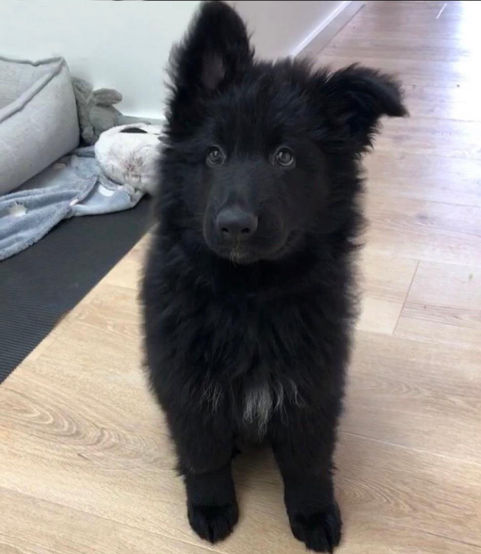 Maya - German Shepherd for adoption