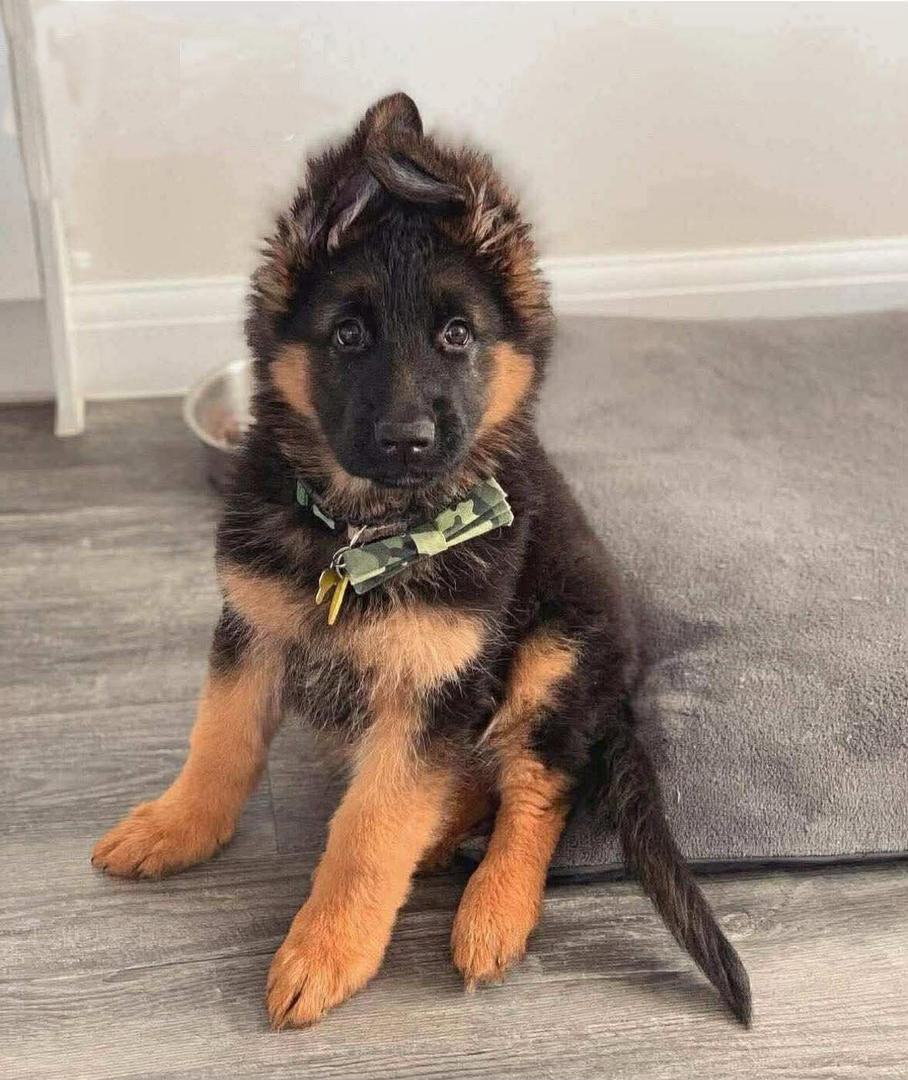 Cooper - German Shepherd for adoption