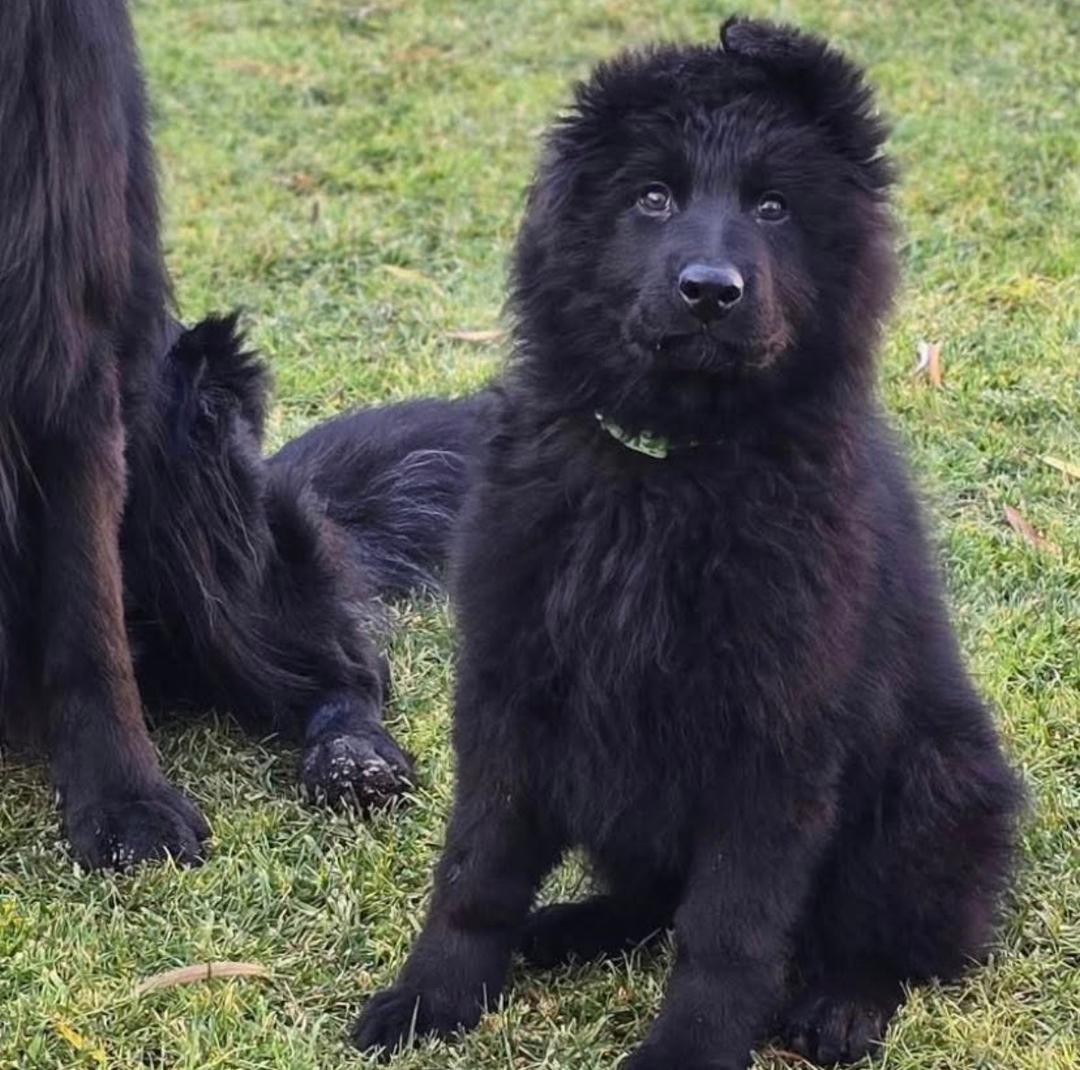 Luna - German Shepherd for adoption