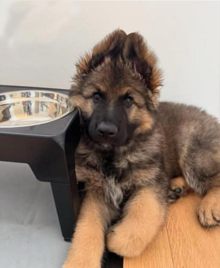 Bella - German Shepherd for adoption