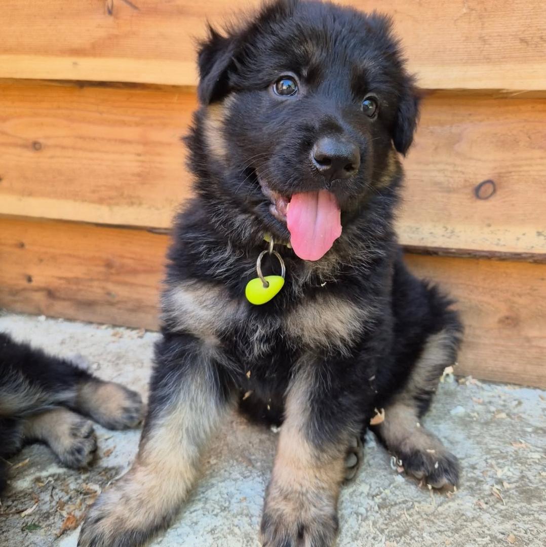 Zusi - German Shepherd for adoption