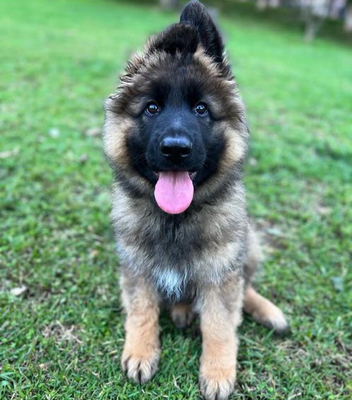 Rocky - German Shepherd for adoption