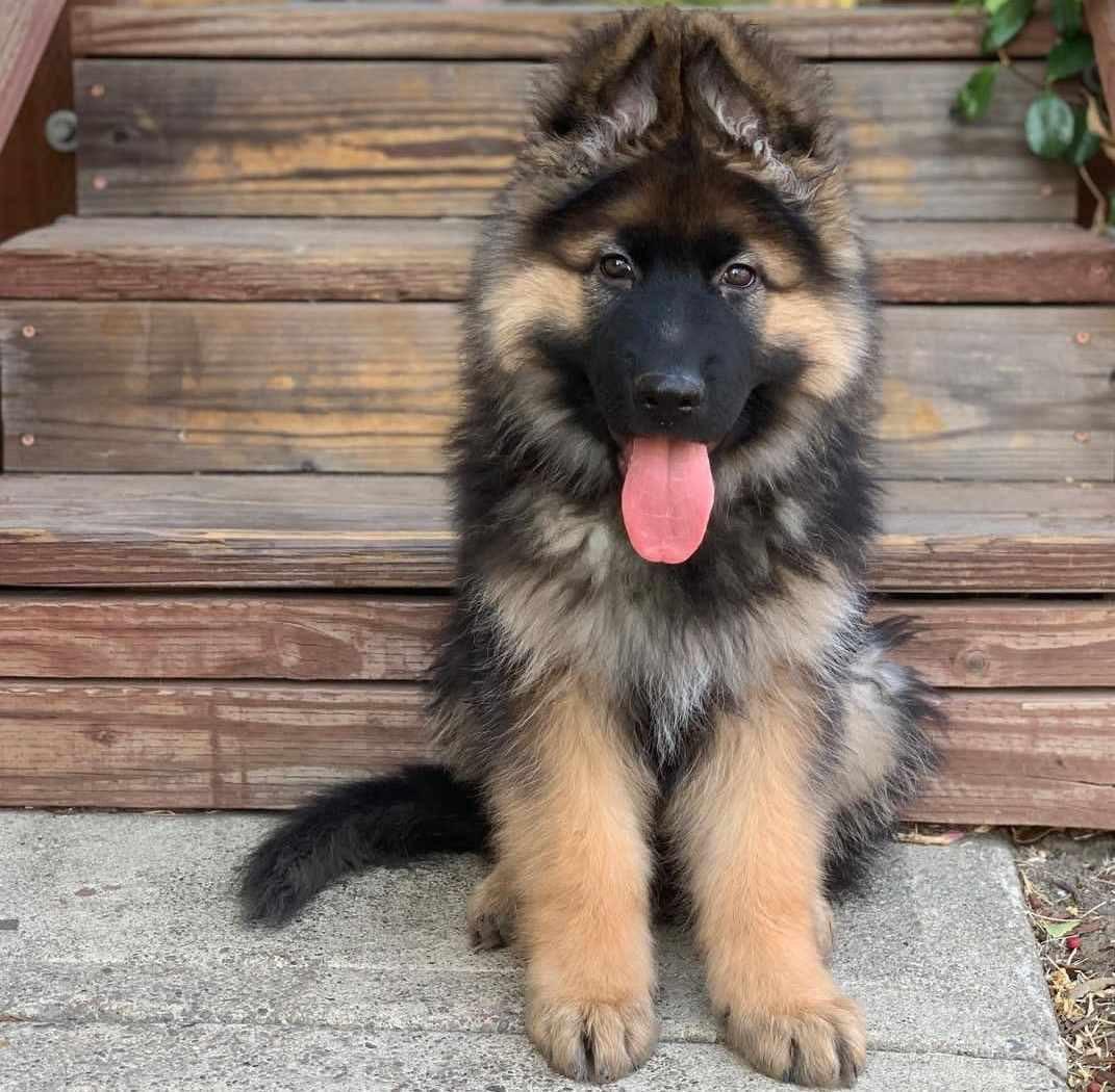 Miss brown - German Shepherd for adoption