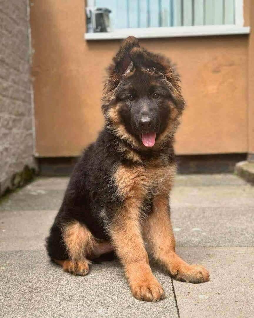 Zues - German Shepherd for adoption