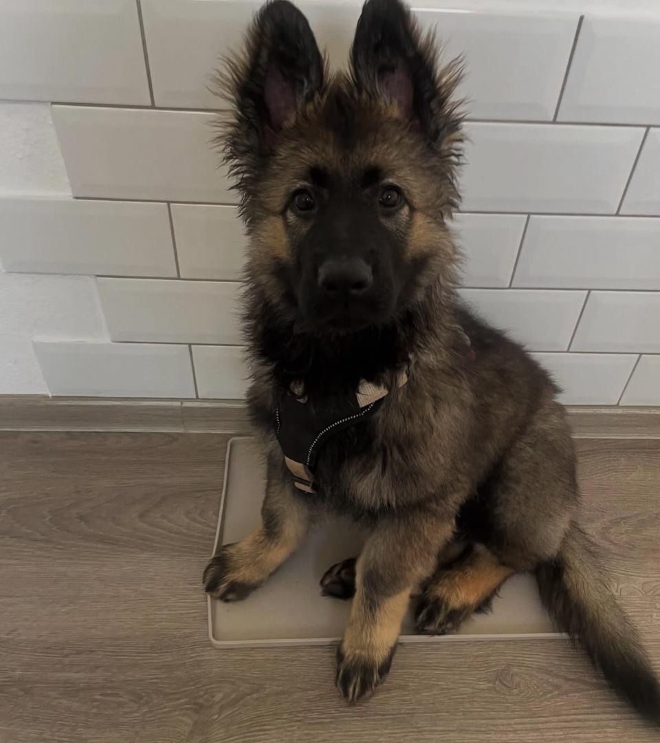 Zake - German Shepherd for adoption