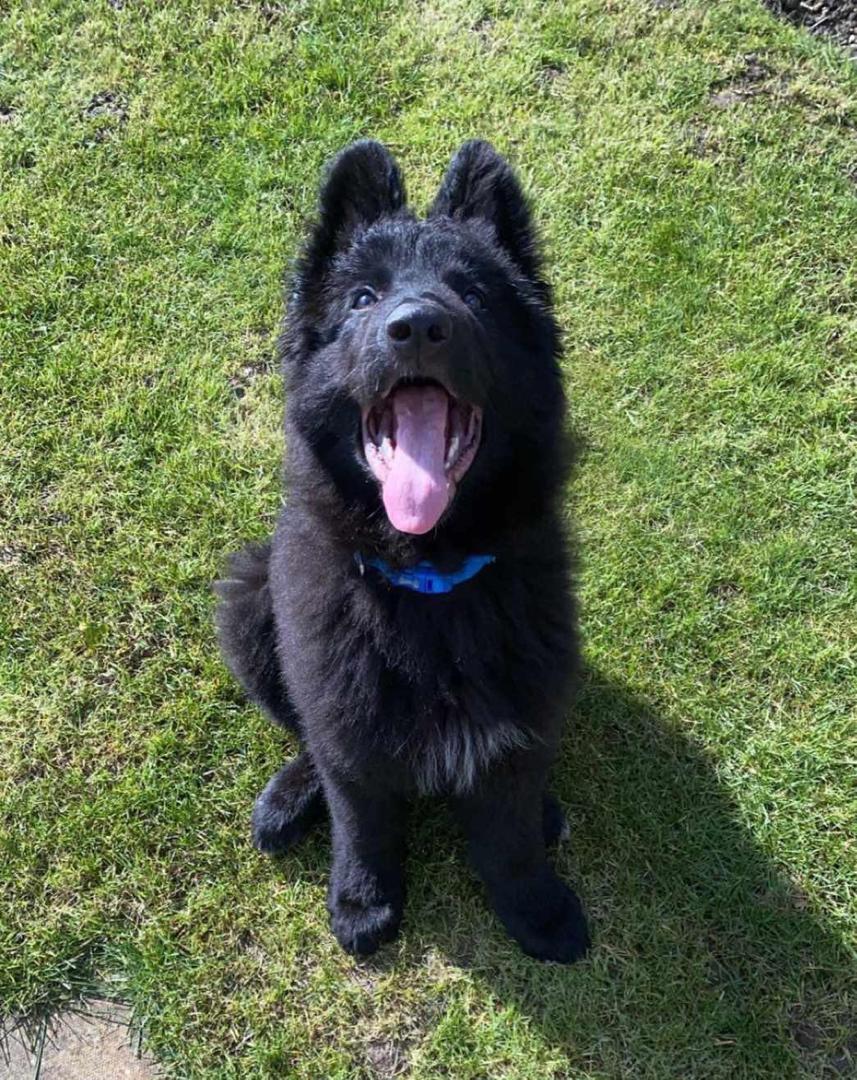 Shadow - German Shepherd for adoption