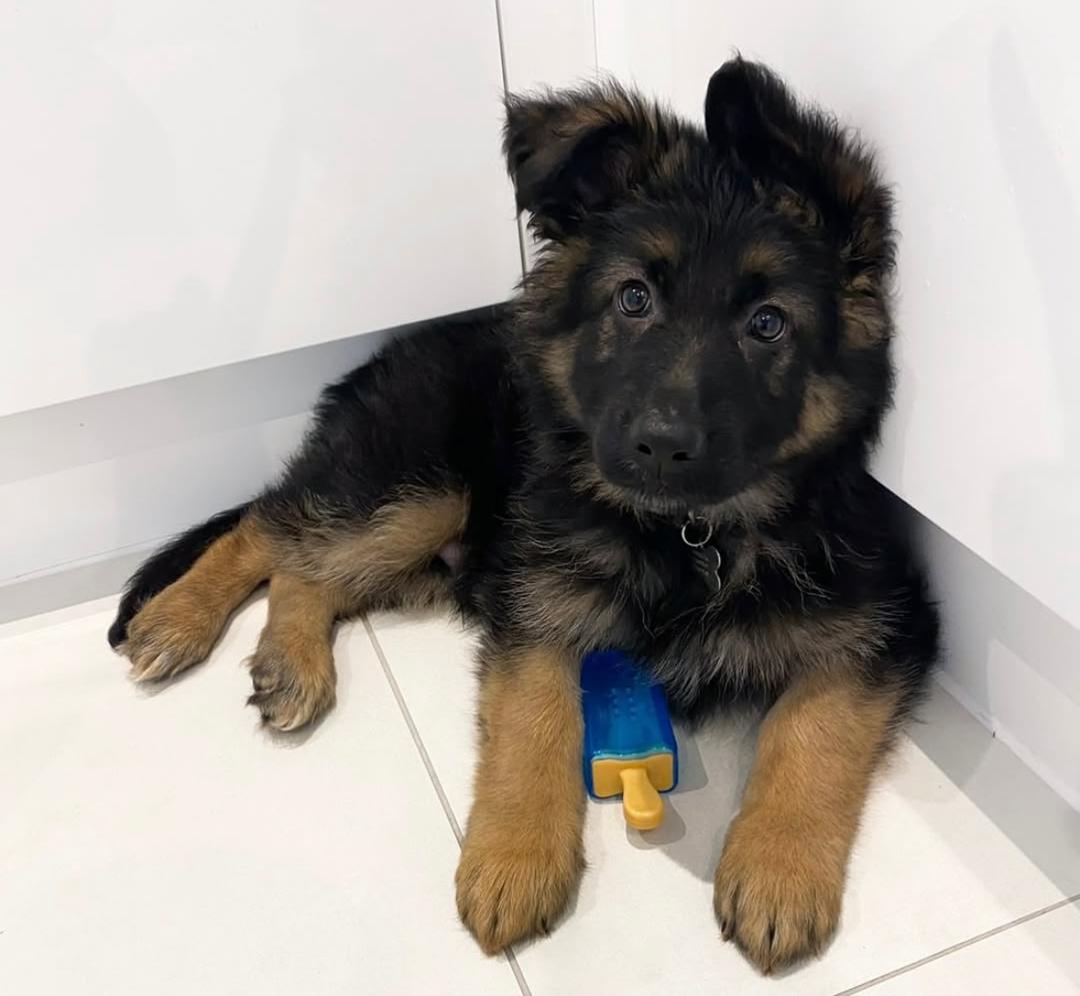 Willy - German Shepherd for adoption