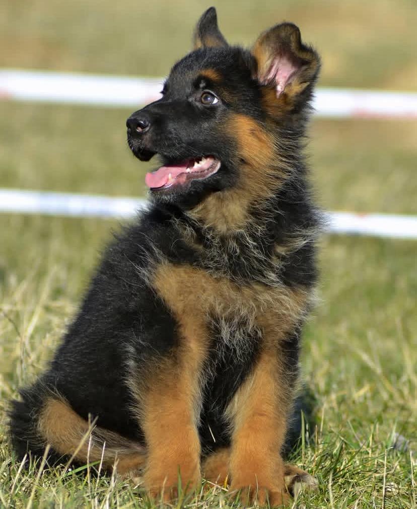 Luna - German Shepherd for adoption