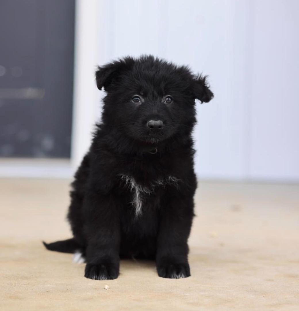 White Collar - German Shepherd for adoption