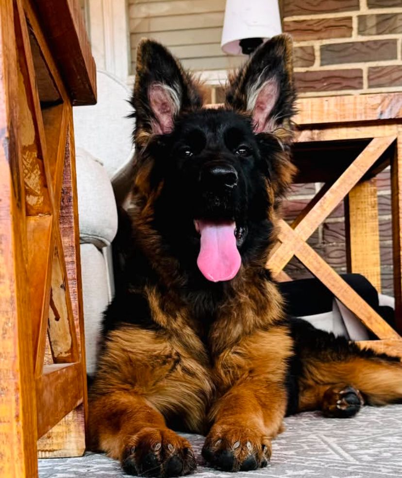 Max - German Shepherd for adoption