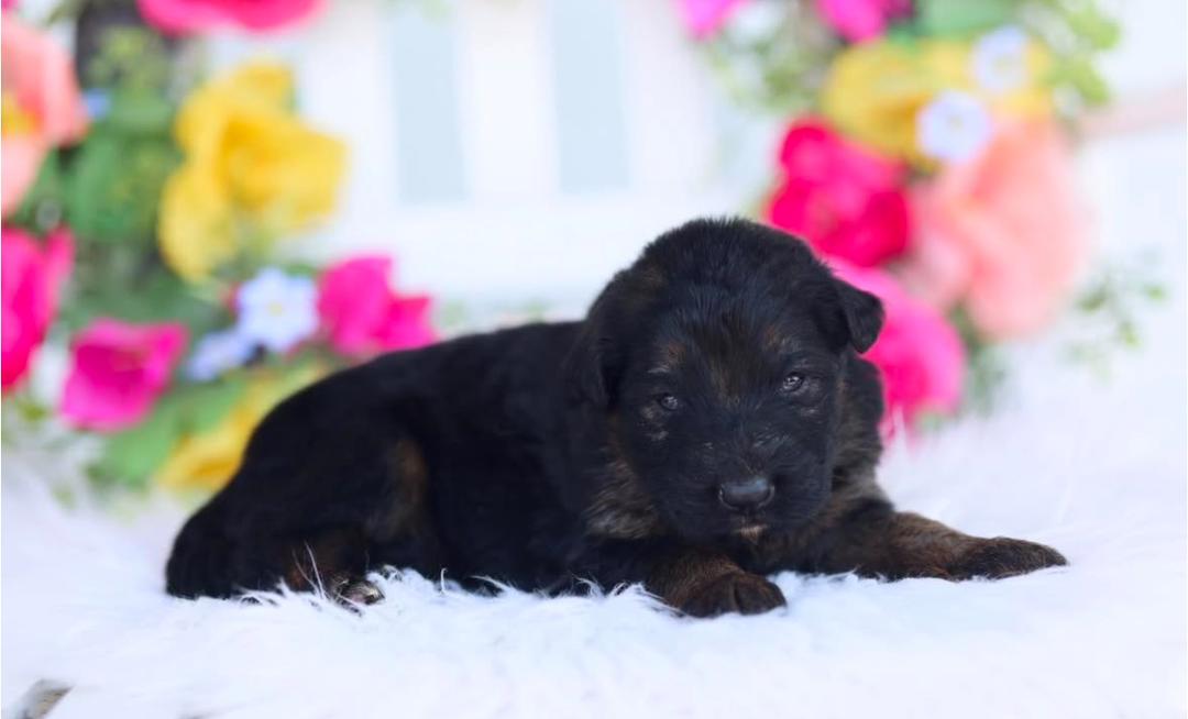 Pink Collar - German Shepherd for adoption
