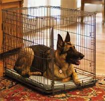 Wire Dog Cage