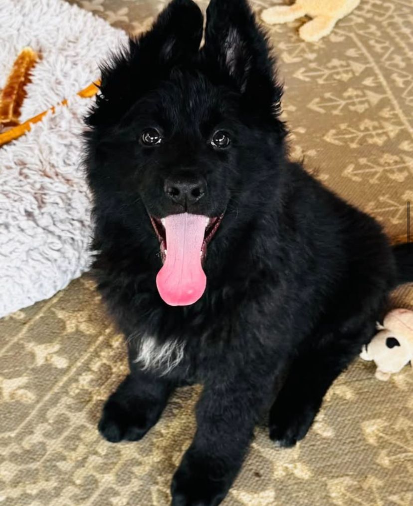 Thor - German Shepherd for adoption