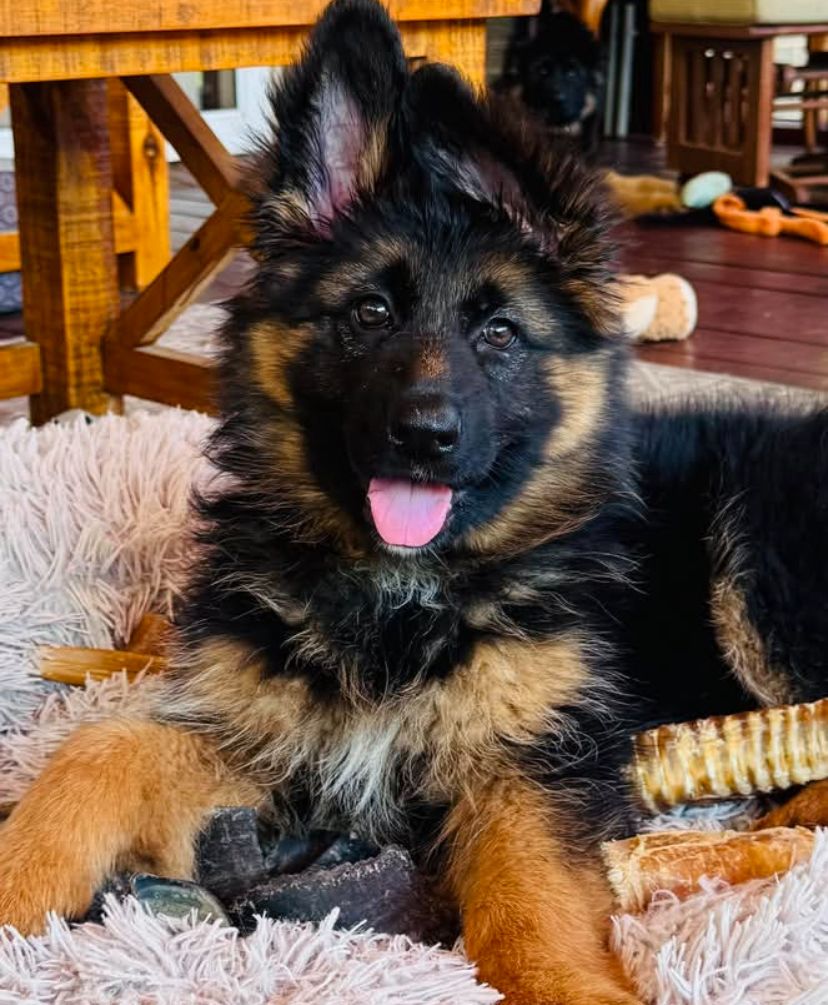 Zara - German Shepherd for adoption
